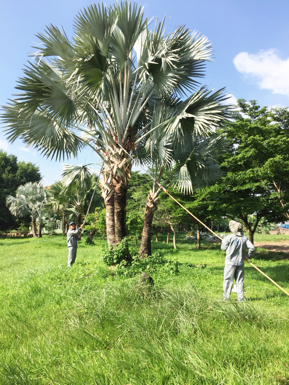 Đội Cảnh quan cây xanh cắt tỉa tạo dáng cho cây