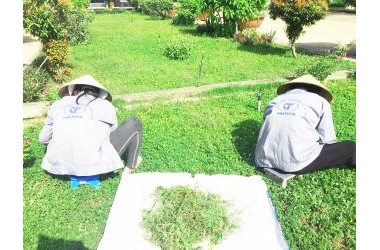 DỊCH VỤ CẢNH QUAN CÂY XANH